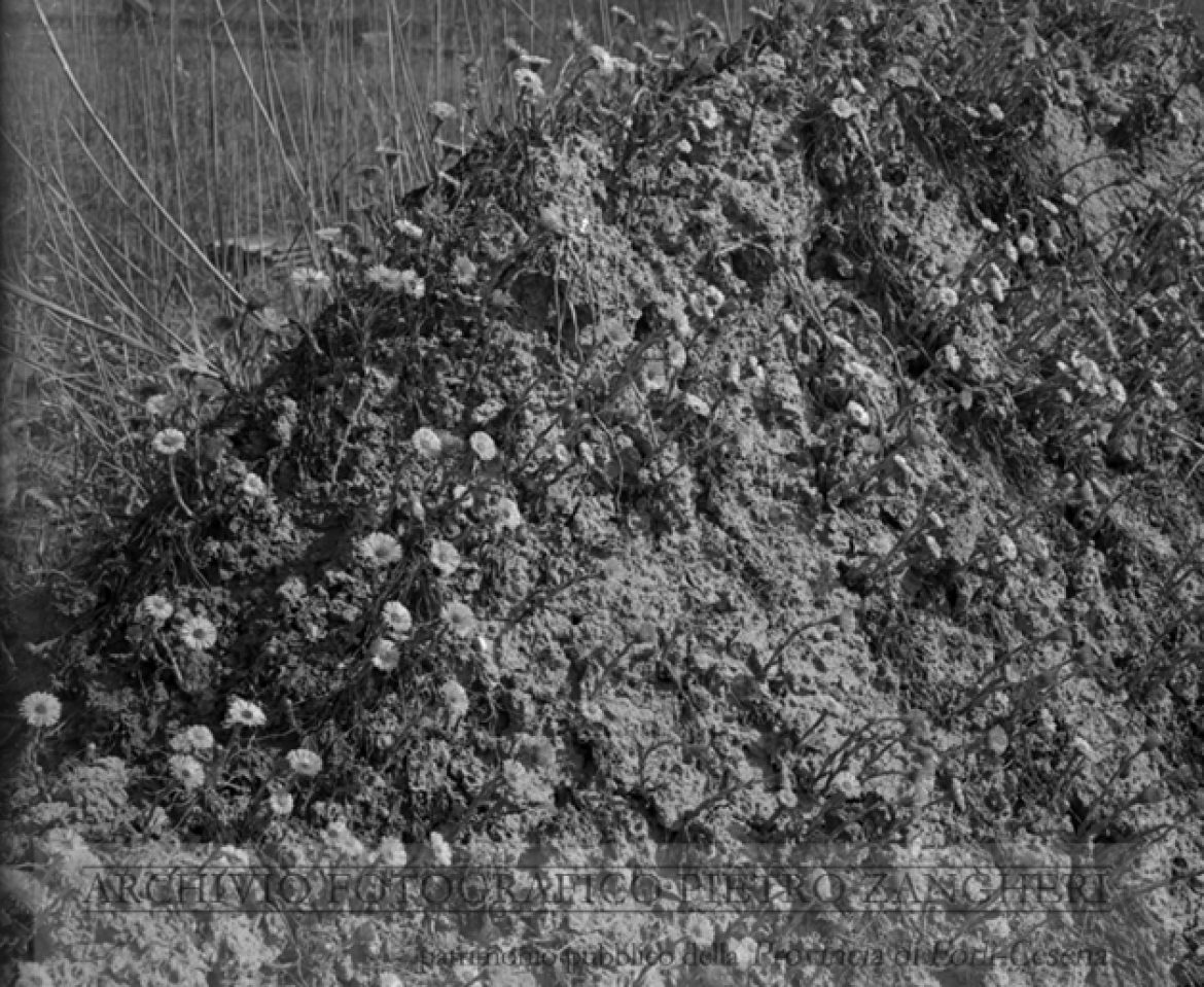 Ladino (Forli’) – Data scatto: 15-03-41 (Negativo n. 1300) – Didascalia: