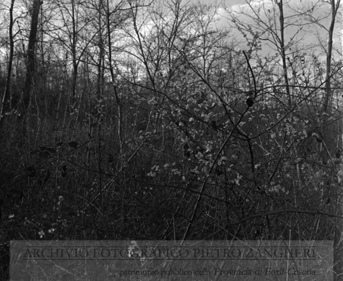 Scardavilla (Meldola) – Data scatto: 30-03-41 (Negativo n. 1308) – Didascalia: